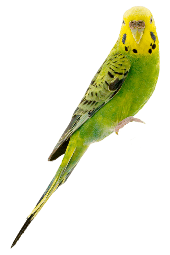 Emergency and Critical Pet Care - Boca Palms Animal Hospital